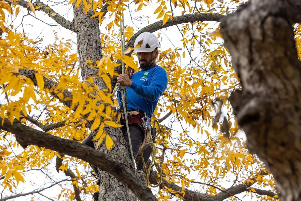 Skilled Tree Transplanting crew working in Dell Rapids